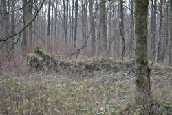 Quelle: Gerichtseiche
