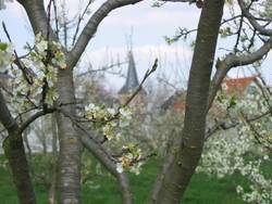 Quelle: Kirschblüte